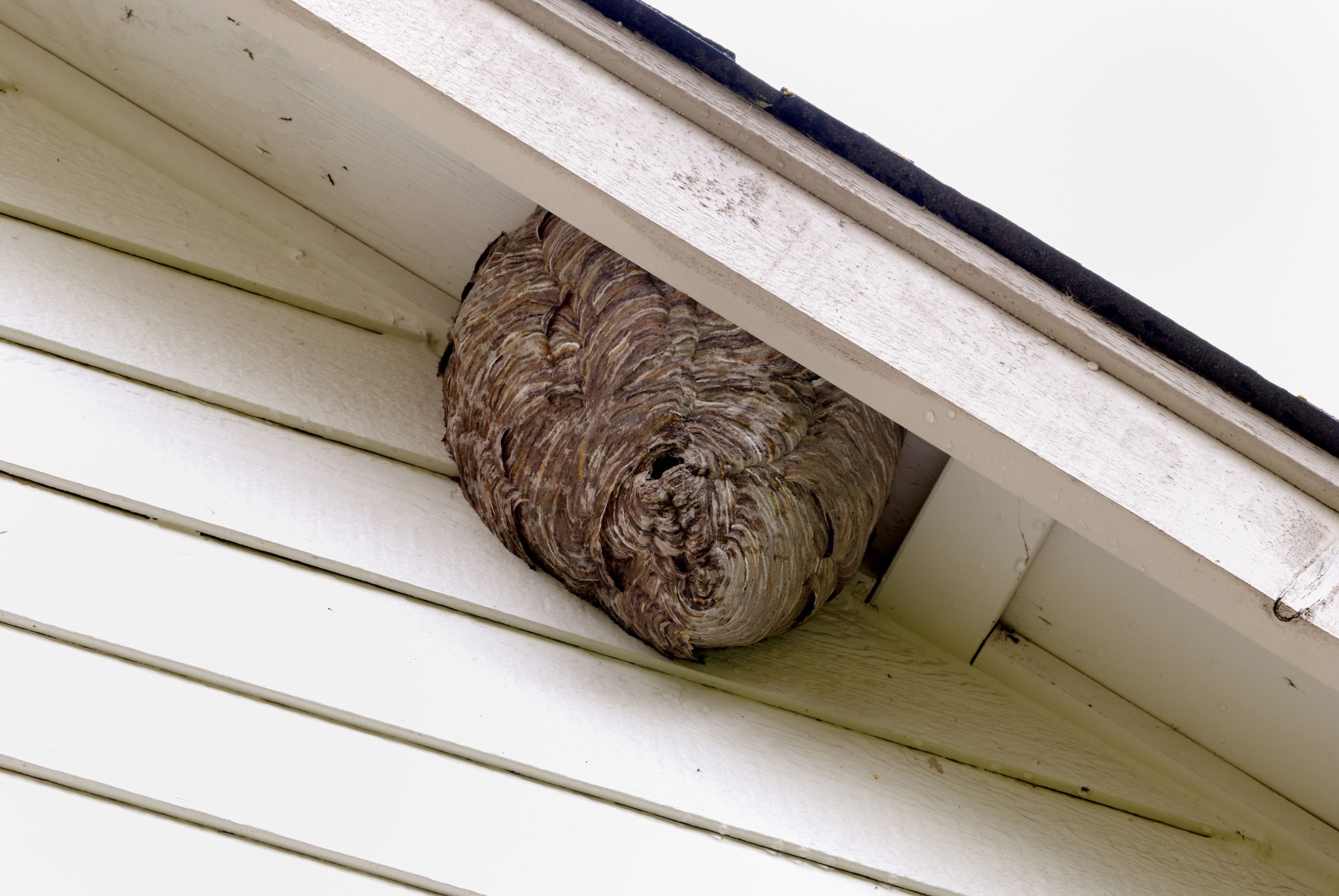hilo termite and pest control